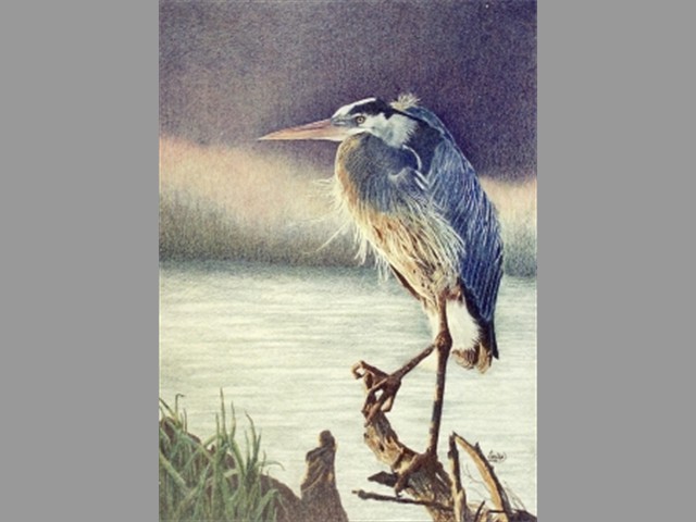 Blue Heron